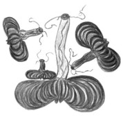 DArtagnan symbol