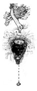 Ele DArtagnan symbol